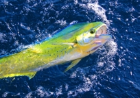 Dorado