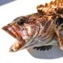 lingcod