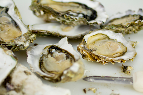 Oysters