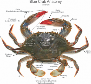 Female Atlantic Blue Crab Anatomy – Callinectes sapidus | Dana Point ...