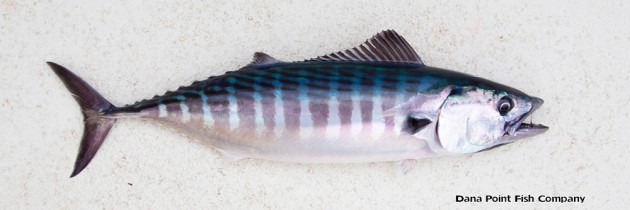 Bonito – Sarda Chiliensis | Dana Point Fish Company